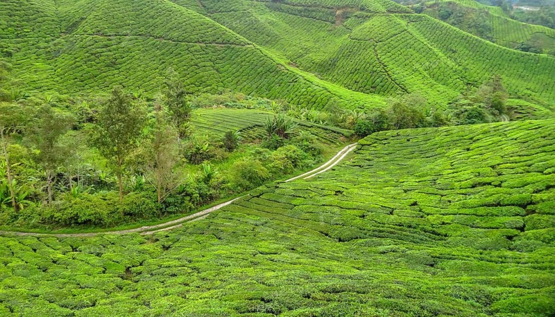 Tea plantation at the Cameron Highlands district in Malaysia