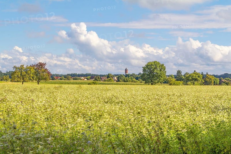 Rural agricultural scenery in Hohenlohe, a area in Southern Germany