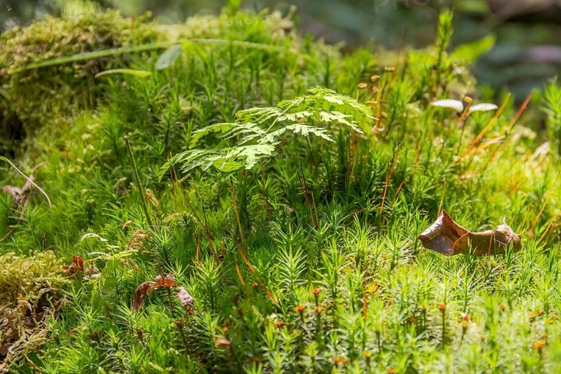 Low angle macro shot showing moss plants and other ground cover vegetation
