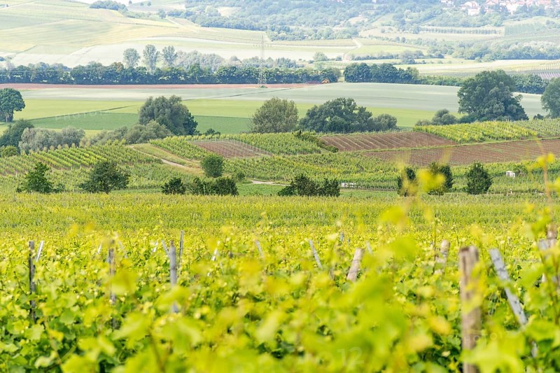 Winegrowing scenery around Loerzweiler in the Rhineland-Palatinate in Germany at spring time