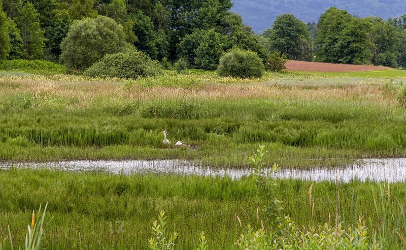 Riparian scenery around Wiesenfelden at the Bavarian Forest in southern Germany
