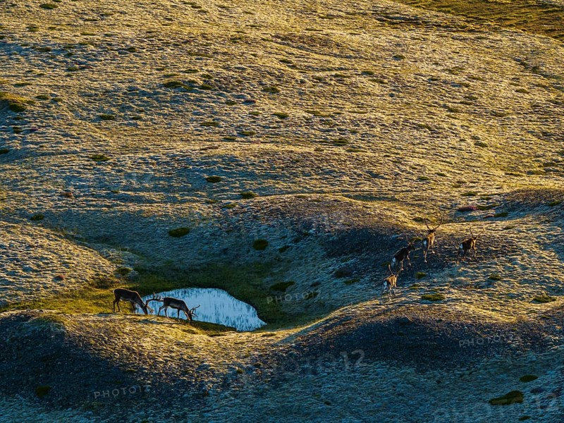 Reindeer, reindeer herd, walking, volcanic landscape, evening light, summer, south-east Iceland, Iceland