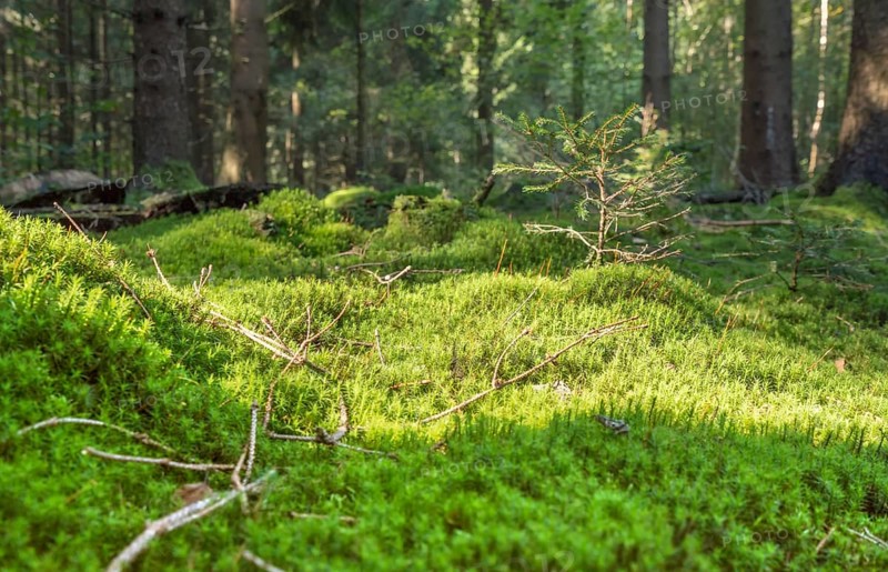 Sunny illuminated low angle forest scenery with moss and ground cover vegetation