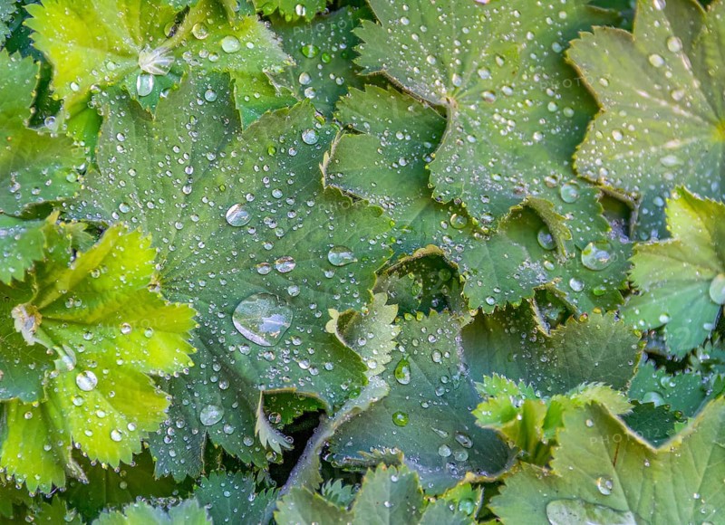 Full frame wet green water repellent leaves