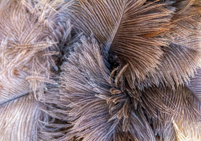 Full frame fluffy ostrich feather background