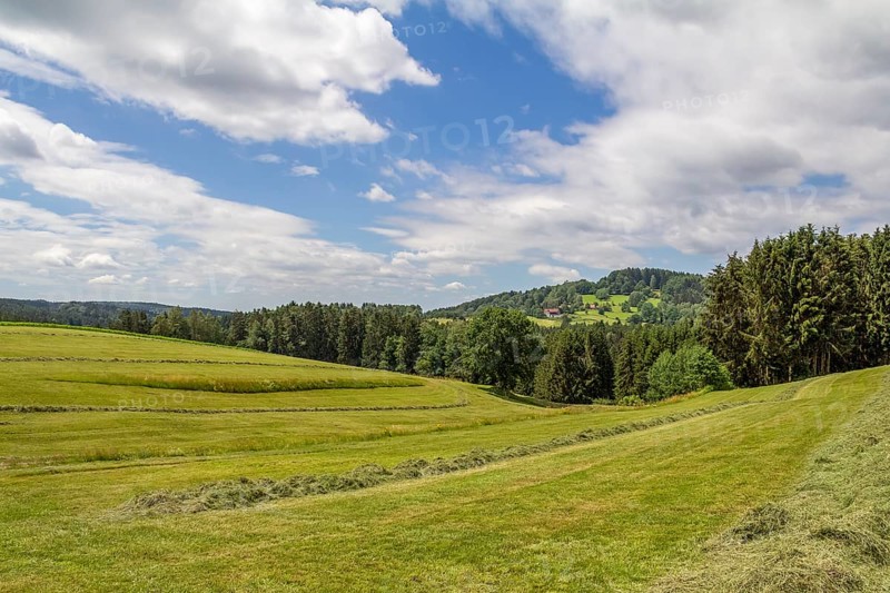 Scenery around Wiesenfelden in the Bavarian Forest at summer time