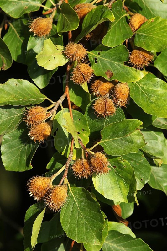 European beech (Fagus sylvatica) beechnuts, ripe fruit on branch, Allgäu, Bavaria, Germany, Allgäu, Bavaria, Germany