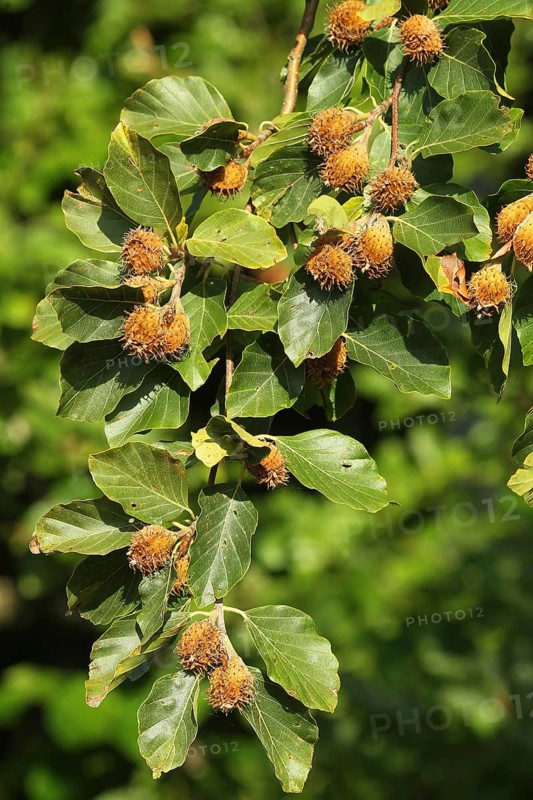 European beech (Fagus sylvatica) beechnuts, ripe fruit on branch, Allgäu, Bavaria, Germany, Allgäu, Bavaria, Germany