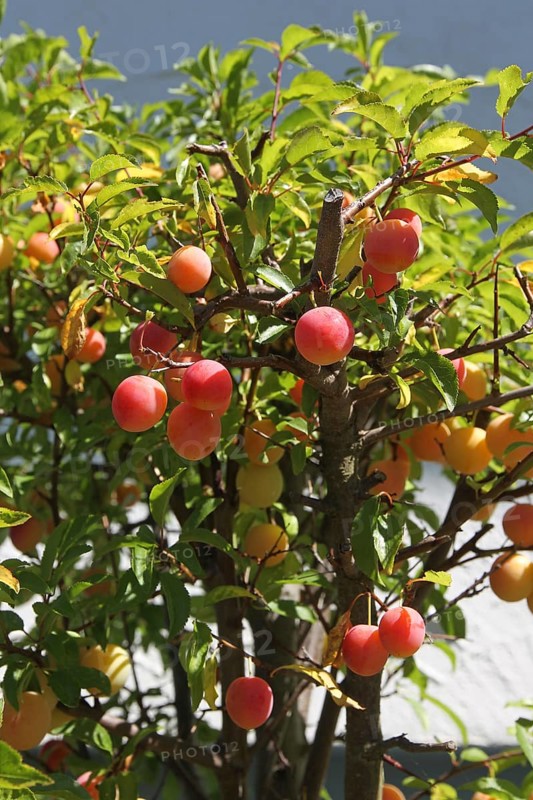 Plum tree (Prunus domesticus) potted plant in the garden, red, ripe fruit, Allgäu, Bavaria, Germany, Allgäu, Bavaria, Germany