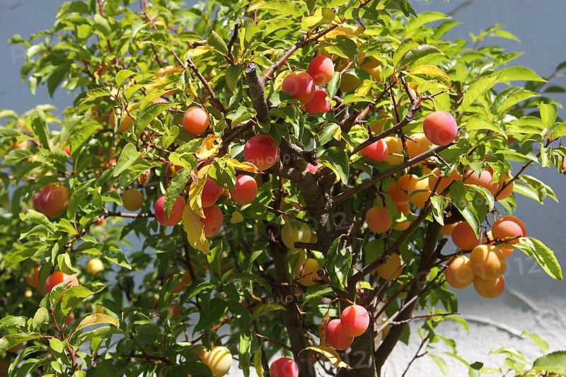 Plum tree (Prunus domesticus) potted plant in the garden, red, ripe fruit, Allgäu, Bavaria, Germany, Allgäu, Bavaria, Germany