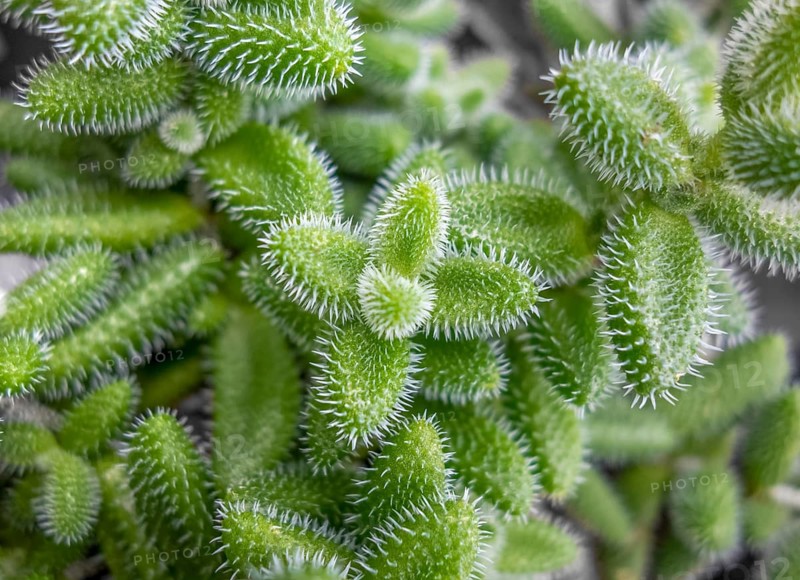 Closeup shot showing lots of green pickle plant leaves