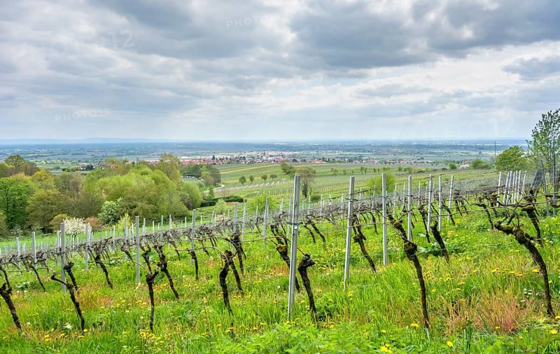 Scenery around Sankt Martin, a municipality in the Southern Wine Route area in Rhineland-Palatinate in Germany