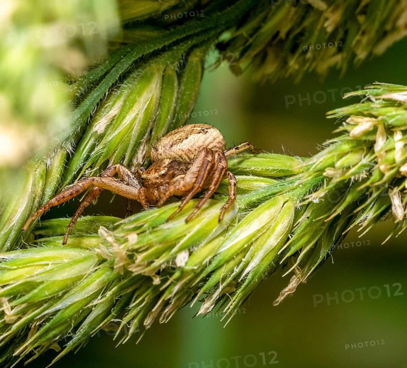 Macro shot of a crab spider lurking on grass ear