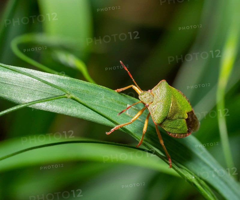 Green shield bug on a grass leaf in natural ambiance
