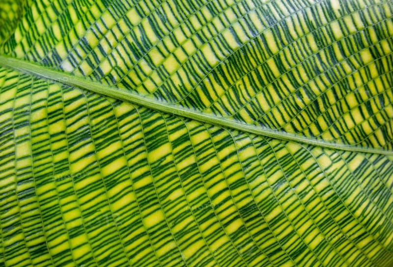Closeup shot showing a green striped Calathea plant leaf