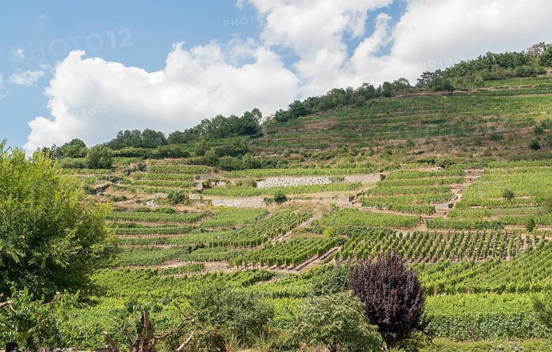 Vineyards around Kaysersberg in Alsace, france