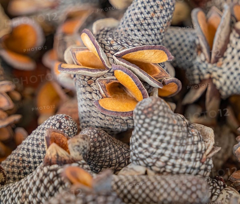 Full frame closeup shot showing some Banksia cones