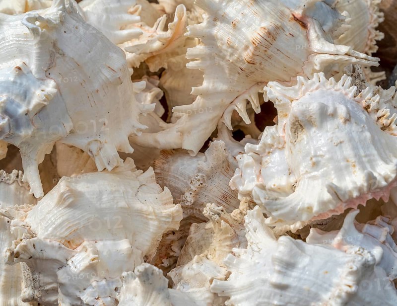 Full frame shot showing lots of marine white snail shells