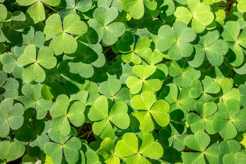 Sunny illuminated green clover leaves