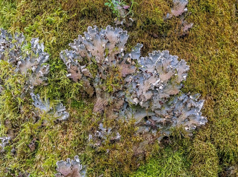 Closeup shot of a lichen species named Peltigera praetextata