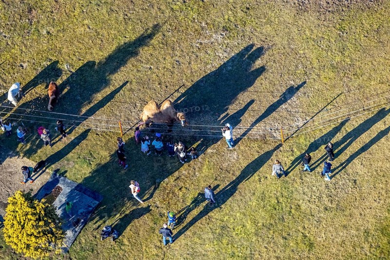 Aerial view, walker visiting camel and horses at the riding arena, riding club Hagen 1902, Altenhagen, Hagen, Ruhr area, North Rhine-Westphalia, Germany, DE, Europe, Humpertstraße, aerial view, aerial photography, aerial photography, horses, pony, riding centre, riding stable, riding club, overview, bird's-eye view, overview