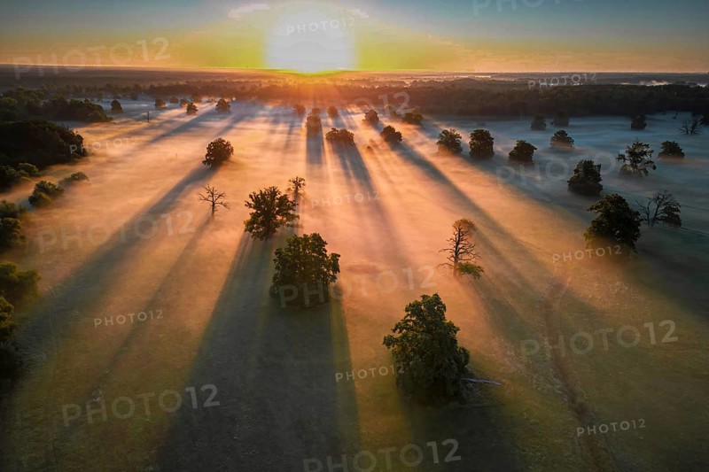 Spring fog, Germany from above, aerial view, floodplain landscape, meander, sunrise, morning mood, cold air, solitary oak trees, shadow play, Saxony-Anhalt, Germany