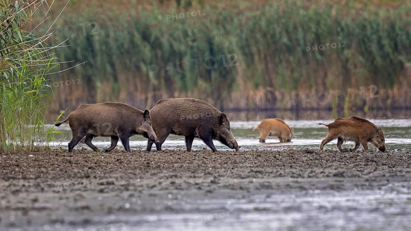 Wild boar (Sus scrofa), hunter's term for wild boar, black boar, blackbuck, brook, herd, overrun, piglet, foraging in mud, wallow, snout, rummaging through the ground for fruit, tubers, mushrooms, worms, shallow water zone, defensive, Saxony-Anhalt, Germany
