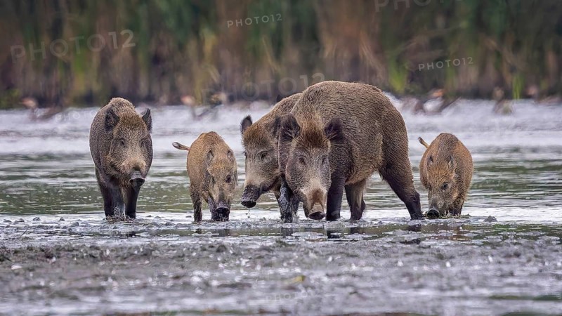 Wild boar (Sus scrofa), hunter's term for wild boar, black boar, blackbuck, brook, herd, overrun, piglet, foraging in mud, wallow, snout, rummaging through the ground for fruit, tubers, mushrooms, worms, shallow water zone, defensive, Saxony-Anhalt, Germany