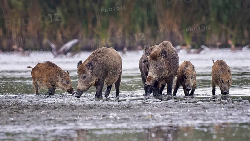 Wild boar (Sus scrofa), hunter's term for wild boar, black boar, blackbuck, brook, herd, overrun, piglet, foraging in mud, wallow, snout, rummaging through the ground for fruit, tubers, mushrooms, worms, shallow water zone, defensive, Saxony-Anhalt, Germany