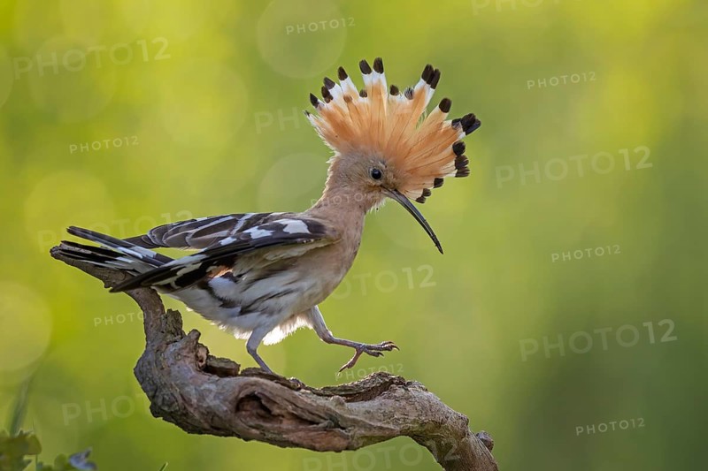 Hoopoe (Upupa epops) Bird of the Year 2022, male on perching branch, foraging, raised canopy, sunrise, interaction, climate change, Middle Elbe Biosphere Reserve, Saxony-Anhalt, Germany