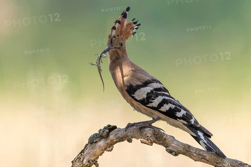 Hoopoe (Upupa epops) Bird of the Year 2022, male with food, sand lizard as prey, foraging, food for the young birds, erected canopy, sunrise, interaction, breeding cave, nest, climate change, Middle Elbe Biosphere Reserve, Saxony-Anhalt, Germany