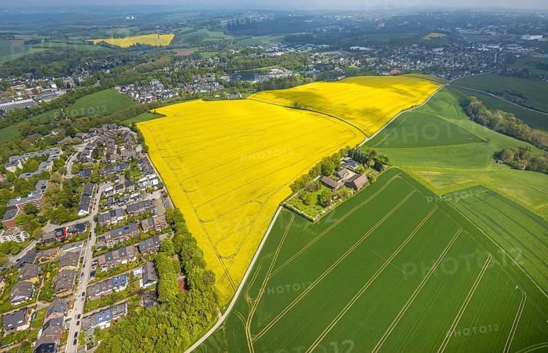 Aerial view, rape fields Heidestraße corner Dümgesweg, Leubeck, Heiligenhaus, Ruhr area, North Rhine-Westphalia, Germany, DE, Europe, colour yellow, shapes and colours, aerial view, aerial photography, aerial photography, traces in the landscape, overview, bird's-eye view, meadows and fields, birds-eyes view, overview
