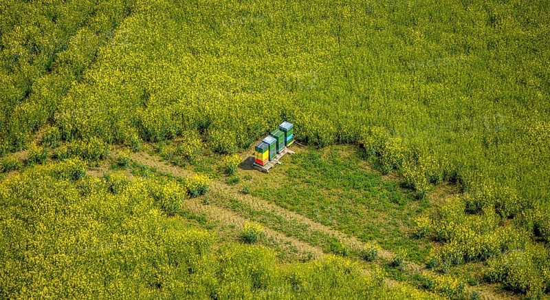 Aerial view, Colourful beehive in rape field Zur Hansheide, Flandersbach, Wülfrath, Ruhr area, North Rhine-Westphalia, Germany, bees, DE, Europe, aerial view, aerial photography, aerial photography, overview, bird's eye view, meadows and fields, birds-eyes view, overview