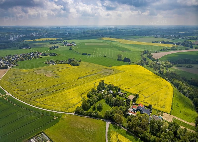 Aerial view, rape fields Zwingenberger Weg, Flandersbach, Wülfrath, Ruhr area, North Rhine-Westphalia, Germany, DE, Europe, distant view, aerial view, aerial photography, aerial photography, overview, bird's eye view, meadows and fields, birds-eyes view, overview
