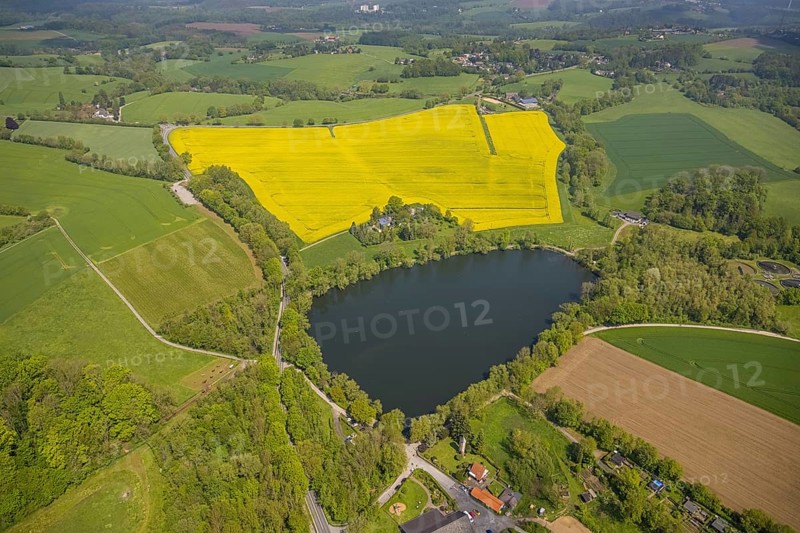 Aerial view, rape fields, Abtskücher pond, Hetterscheidt, Heiligenhaus, Ruhr area, North Rhine-Westphalia, Germany, DE, Europe, colour yellow, shapes and colours, aerial view, aerial photography, aerial photography, lake, pond, overview, bird's-eye view, meadows and fields, birds-eyes view, overview