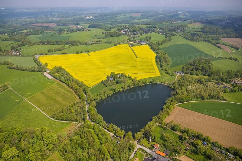 Aerial view, rape fields, Abtskücher pond, Hetterscheidt, Heiligenhaus, Ruhr area, North Rhine-Westphalia, Germany, DE, Europe, colour yellow, shapes and colours, aerial view, aerial photography, aerial photography, lake, pond, overview, bird's-eye view, meadows and fields, birds-eyes view, overview
