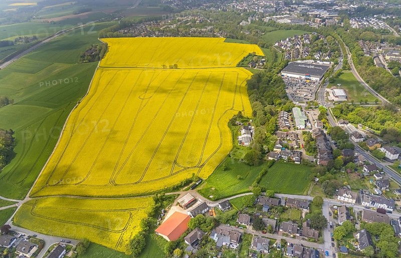 Aerial view, rape fields Heidestraße corner Dümgesweg, Leubeck, Heiligenhaus, Ruhr area, North Rhine-Westphalia, Germany, DE, Europe, colour yellow, shapes and colours, aerial view, aerial photography, aerial photography, traces in the landscape, overview, bird's-eye view, meadows and fields, birds-eyes view, overview