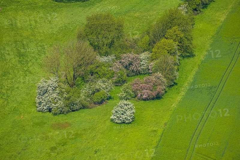 Aerial view, trees in a meadow, Leubeck, Heiligenhaus, Ruhr area, North Rhine-Westphalia, Germany, DE, Europe, shapes and colours, green trees, aerial view, aerial photography, aerial photography, overview, bird's-eye view, meadows and fields, birds-eyes view, overview