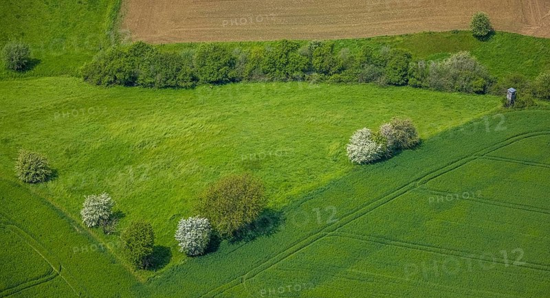Aerial view, trees in a meadow, Leubeck, Heiligenhaus, Ruhr area, North Rhine-Westphalia, Germany, DE, Europe, shapes and colours, green trees, aerial view, aerial photography, aerial photography, overview, bird's-eye view, meadows and fields, birds-eyes view, overview