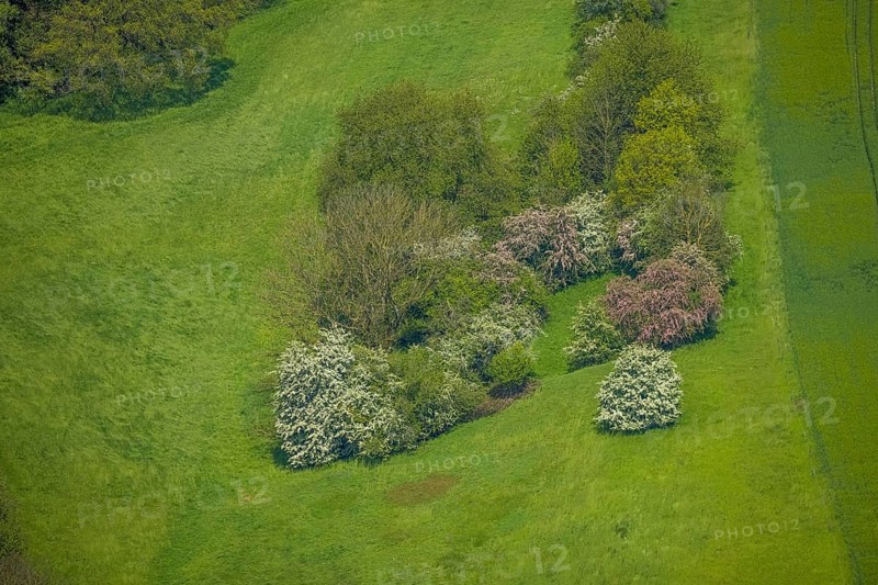 Aerial view, trees in a meadow, Leubeck, Heiligenhaus, Ruhr area, North Rhine-Westphalia, Germany, DE, Europe, shapes and colours, green trees, aerial view, aerial photography, aerial photography, overview, bird's-eye view, meadows and fields, birds-eyes view, overview