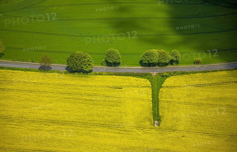 Aerial view, row of trees and rape field at Losenburger Straße, Hetterscheidt, Heiligenhaus, Ruhr area, North Rhine-Westphalia, Germany, DE, Europe, colour yellow, colour green, shapes and colours, aerial view, aerial photography, aerial photography, overview, bird's-eye view, row of trees at the roadside, overview