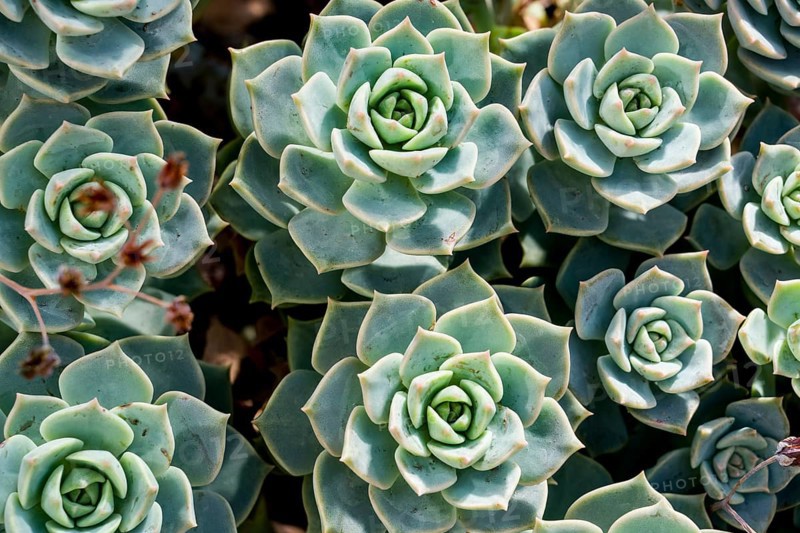 Echeveria harmsii, family Crassulaceae
