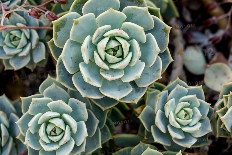 Echeveria harmsii, family Crassulaceae