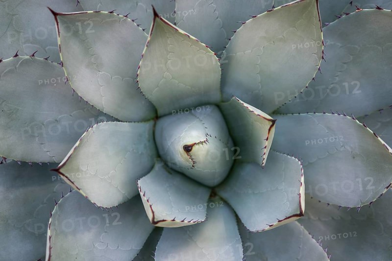 Agave parrasana, cabbage head agave or cabbage head century plant in the family Asparagaceae