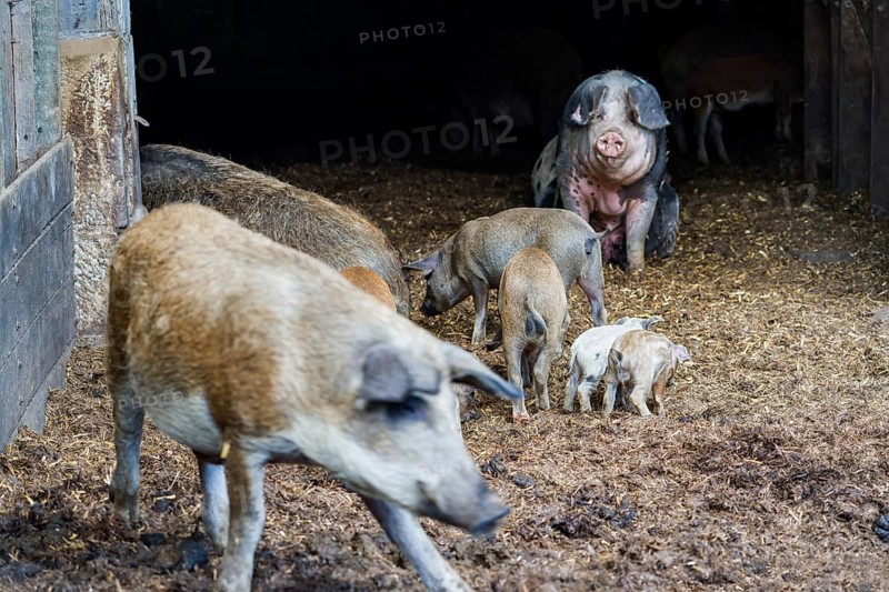 Baumberger Landschweine, crossbreeding breeds from Bentheim Black Pied, also known as Buntes Bentheimer Schwein, a rare breed of domestic pig in Germany with Hungarian Mangalica pig (Mangalitsa, Mangalitza)