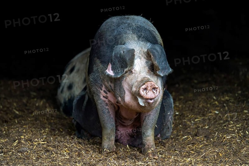 Baumberger Landschweine, crossbreeding breeds from Bentheim Black Pied, also known as Buntes Bentheimer Schwein, a rare breed of domestic pig in Germany with Hungarian Mangalica pig (Mangalitsa, Mangalitza)