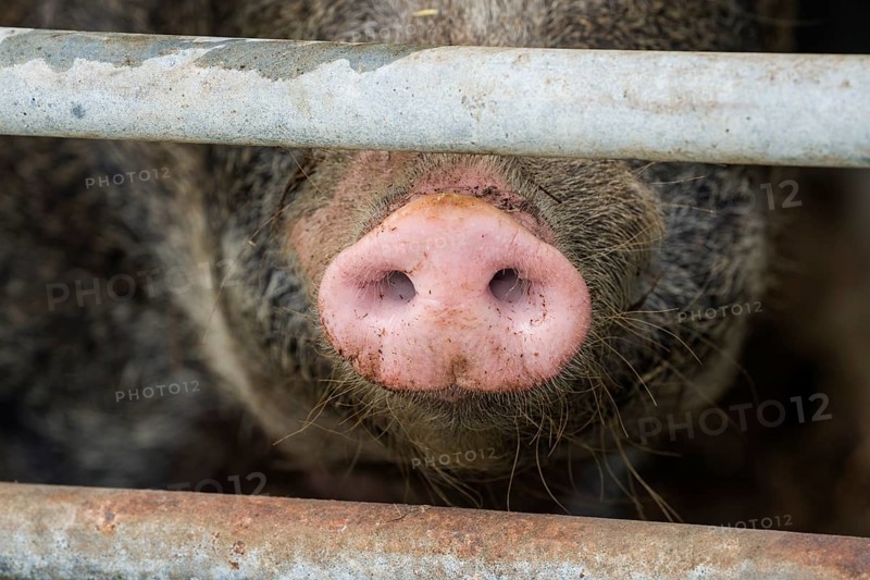 Close up of a pig's nose of Baumberger Landschweine, crossbreeding breeds from Bentheim Black Pied, also known as Buntes Bentheimer Schwein, a rare breed of domestic pig in Germany with Hungarian Mangalica pig (Mangalitsa, Mangalitza), sticking through metal fence at farm in Germany
