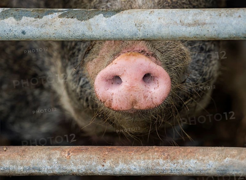 Close up of a pig's nose of Baumberger Landschweine, crossbreeding breeds from Bentheim Black Pied, also known as Buntes Bentheimer Schwein, a rare breed of domestic pig in Germany with Hungarian Mangalica pig (Mangalitsa, Mangalitza), sticking through metal fence at farm in Germany