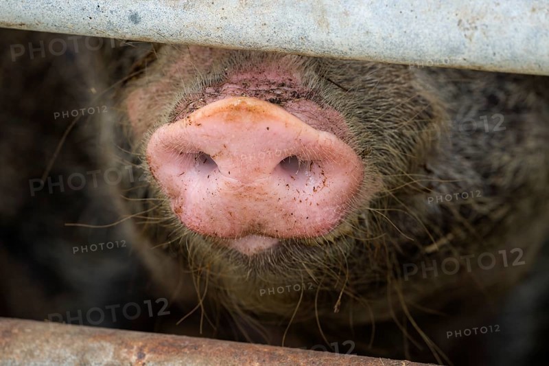 Close up of a pig's nose of Baumberger Landschweine, crossbreeding breeds from Bentheim Black Pied, also known as Buntes Bentheimer Schwein, a rare breed of domestic pig in Germany with Hungarian Mangalica pig (Mangalitsa, Mangalitza), sticking through metal fence at farm in Germany