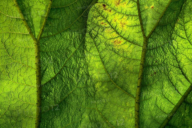 Gunnera manicata, known as Brazilian giant-rhubarb, family Gunneraceae